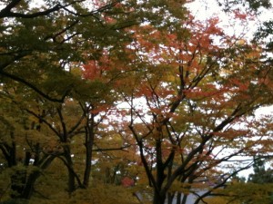 境内の紅葉